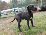 SIMON, Hund, Mischlingshund in Ungarn - Bild 4