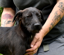 SIMON, Hund, Mischlingshund in Ungarn - Bild 7