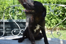 SIMON, Hund, Mischlingshund in Ungarn - Bild 8