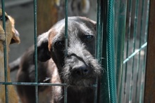 SIMON, Hund, Mischlingshund in Ungarn - Bild 9