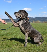 GRETA, Hund, Deutsche Dogge in Kronach - Bild 10