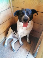 DANKO, Hund, Mischlingshund in Kroatien - Bild 5