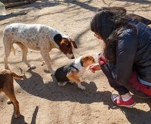 IRA, Hund, Mischlingshund in Bulgarien - Bild 10