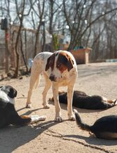 IRA, Hund, Mischlingshund in Bulgarien - Bild 11