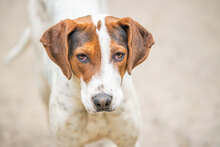 IRA, Hund, Mischlingshund in Bulgarien - Bild 14