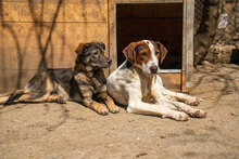 IRA, Hund, Mischlingshund in Bulgarien - Bild 16