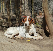 IRA, Hund, Mischlingshund in Bulgarien - Bild 17