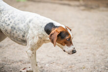 IRA, Hund, Mischlingshund in Bulgarien - Bild 18