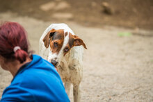 IRA, Hund, Mischlingshund in Bulgarien - Bild 19