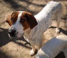 IRA, Hund, Mischlingshund in Bulgarien - Bild 2