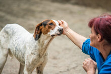 IRA, Hund, Mischlingshund in Bulgarien - Bild 20