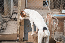IRA, Hund, Mischlingshund in Bulgarien - Bild 21