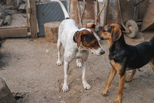 IRA, Hund, Mischlingshund in Bulgarien - Bild 22