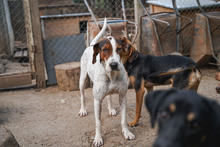 IRA, Hund, Mischlingshund in Bulgarien - Bild 23
