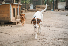 IRA, Hund, Mischlingshund in Bulgarien - Bild 24