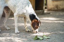 IRA, Hund, Mischlingshund in Bulgarien - Bild 25
