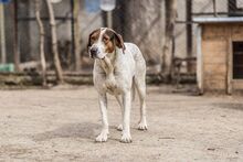 IRA, Hund, Mischlingshund in Bulgarien - Bild 4