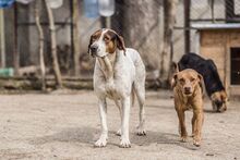 IRA, Hund, Mischlingshund in Bulgarien - Bild 5