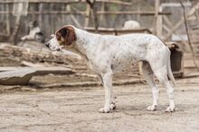 IRA, Hund, Mischlingshund in Bulgarien - Bild 6