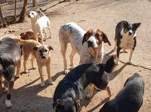 IRA, Hund, Mischlingshund in Bulgarien - Bild 8