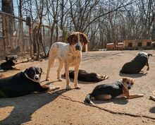 IRA, Hund, Mischlingshund in Bulgarien - Bild 9