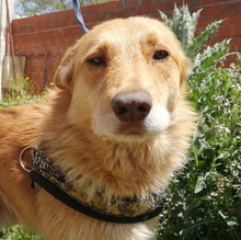 JOE, Hund, Mischlingshund in Spanien - Bild 1