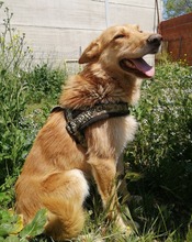 JOE, Hund, Mischlingshund in Spanien - Bild 2