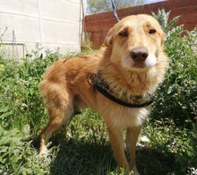 JOE, Hund, Mischlingshund in Spanien - Bild 3
