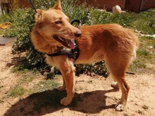 JOE, Hund, Mischlingshund in Spanien - Bild 4