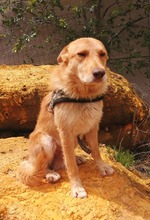 JOE, Hund, Mischlingshund in Spanien - Bild 6