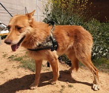 JOE, Hund, Mischlingshund in Spanien - Bild 7