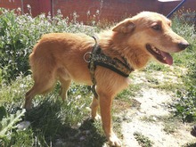 JOE, Hund, Mischlingshund in Spanien - Bild 8
