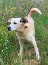 ROCHA, Hund, Mischlingshund in Portugal - Bild 2