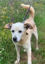 ROCHA, Hund, Mischlingshund in Portugal - Bild 3