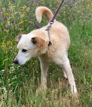 ROCHA, Hund, Mischlingshund in Portugal - Bild 6