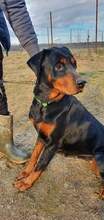 CHER, Hund, Mischlingshund in Rumänien - Bild 1