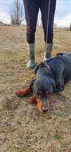 CHER, Hund, Mischlingshund in Rumänien - Bild 8