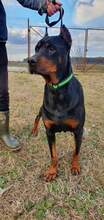 COOKIE, Hund, Mischlingshund in Rumänien - Bild 3