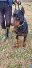 COOKIE, Hund, Mischlingshund in Rumänien - Bild 5