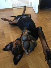 QUESTOR, Hund, Dobermann in Bechtsrieth - Bild 4