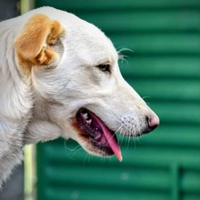DANIL, Hund, Mischlingshund in Bulgarien - Bild 2