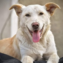 DANIL, Hund, Mischlingshund in Bulgarien - Bild 3