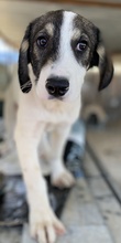 CLAUDE MONET, Hund, Mischlingshund in Tanne - Bild 10