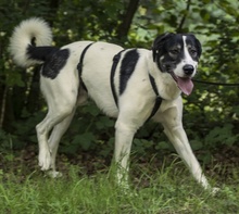 CLAUDE MONET, Hund, Mischlingshund in Tanne - Bild 36