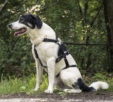 CLAUDE MONET, Hund, Mischlingshund in Tanne - Bild 37
