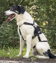 CLAUDE MONET, Hund, Mischlingshund in Tanne - Bild 39