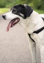 CLAUDE MONET, Hund, Mischlingshund in Tanne - Bild 45