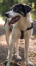 CLAUDE MONET, Hund, Mischlingshund in Tanne - Bild 48