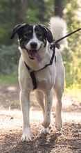 CLAUDE MONET, Hund, Mischlingshund in Tanne - Bild 50