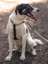 CLAUDE MONET, Hund, Mischlingshund in Tanne - Bild 54
